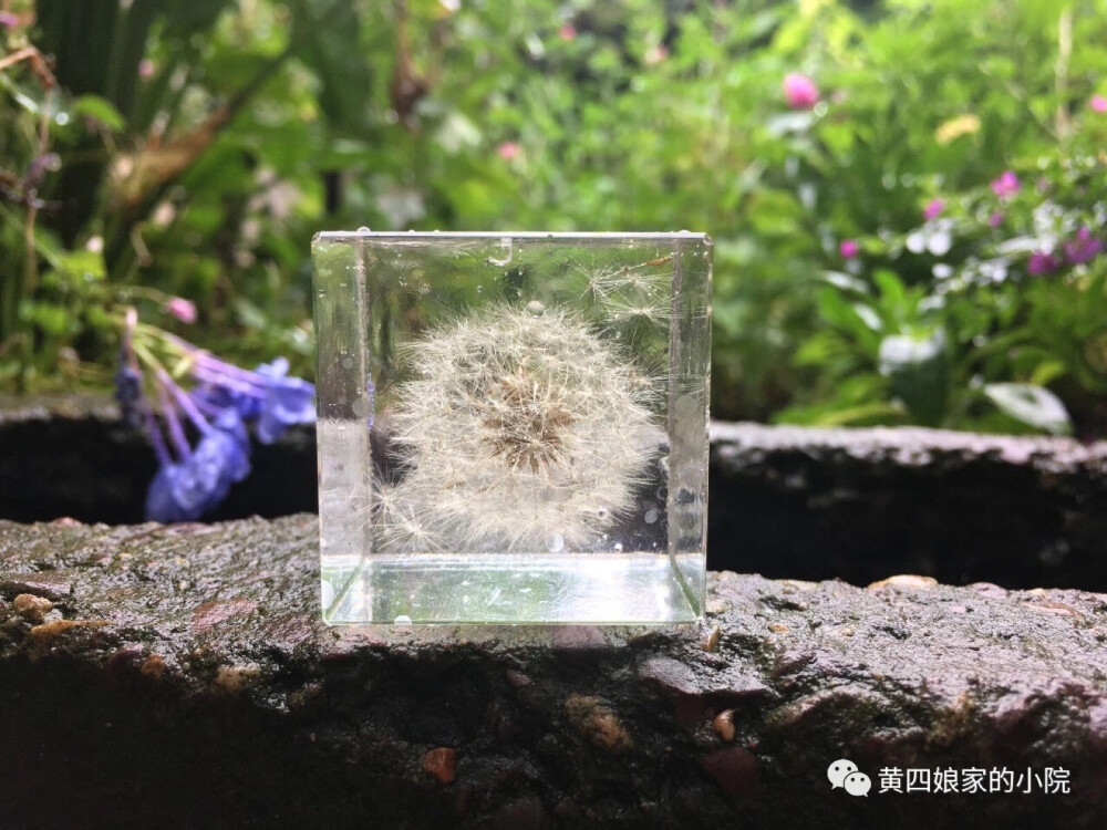 滴胶 植物 教程见水印