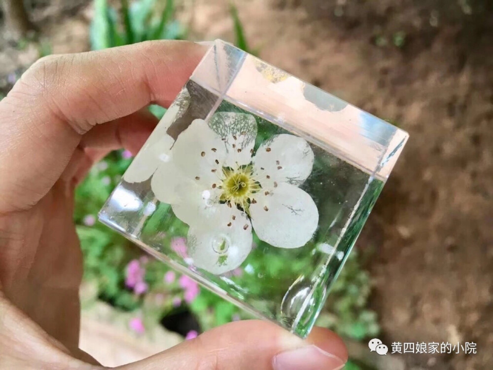 滴胶 植物 教程见水印