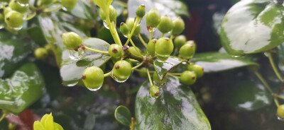 吉安视觉:无刺枸骨 在春雨滋润下格外碧绿光亮