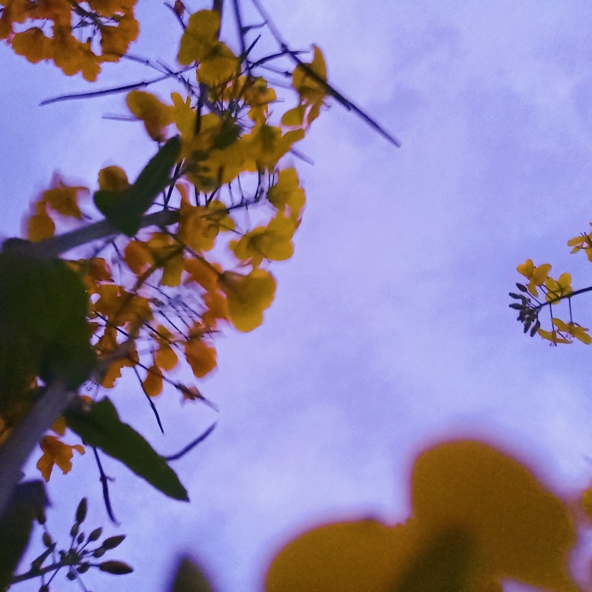 是不是有时你也会很难过 日常 随手拍 花花花