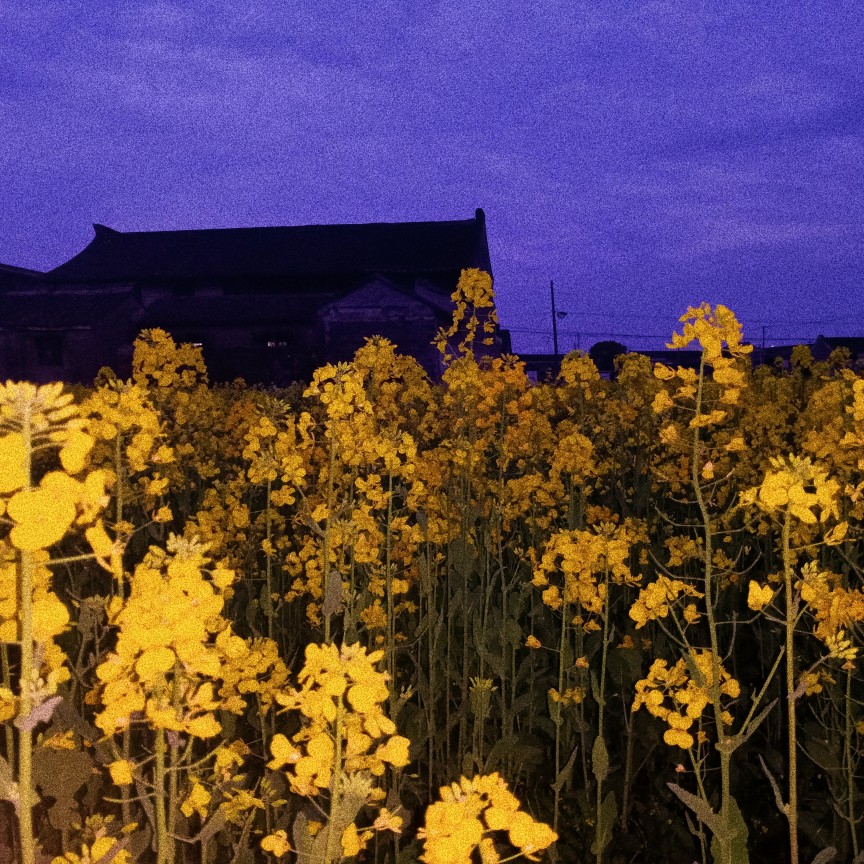 是不是有时你也会很难过 日常 随手拍 花花花