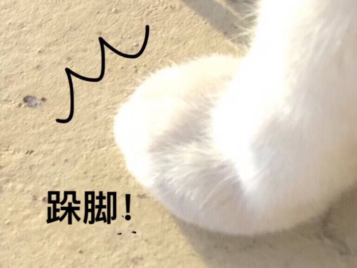 猫咪宝贝(๑˙❥˙๑)