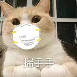 揣手手 猫咪戴口罩