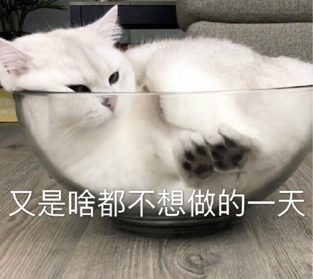 又是啥都不想做的一天（猫咪表情包）