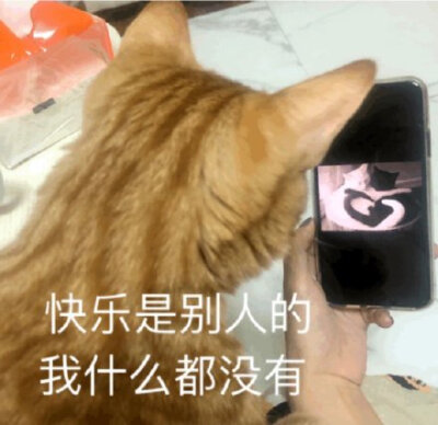 快乐是别人的 我什么都没有（猫咪表情包）