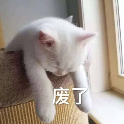 猫咪废了