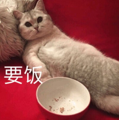 猫咪要饭