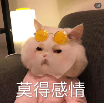 莫得感情（猫咪敷面膜表情包）