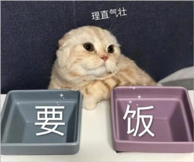 理直气壮 猫咪要饭中