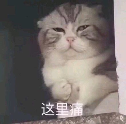 这里痛猫咪捂胸口心痛
