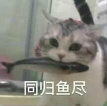 同归鱼尽（猫咪）