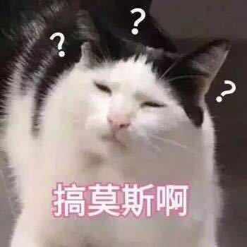 ?搞莫斯啊(猫咪问号表情包)