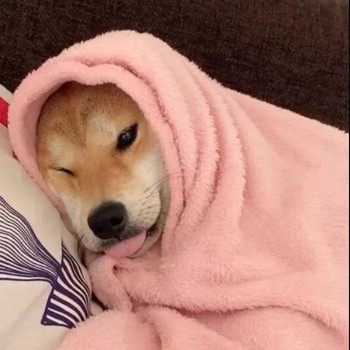 狗子裹被子情头