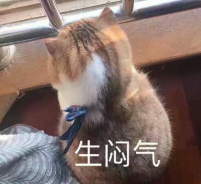 生闷气(猫咪)