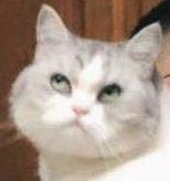 最近很火的白猫表情包图片