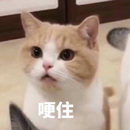 哽住猫咪