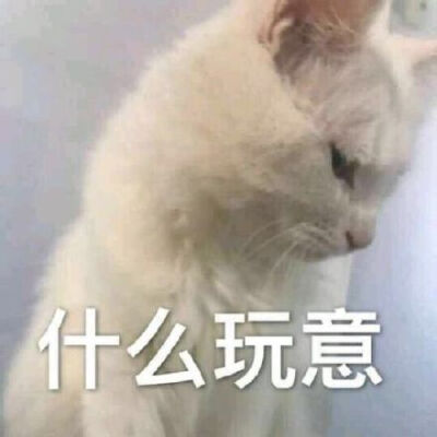 什么玩意（猫咪）