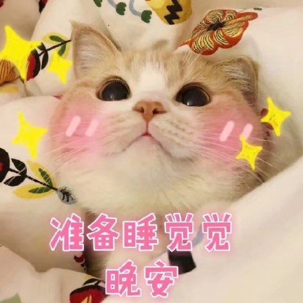 准备睡觉晚安猫咪