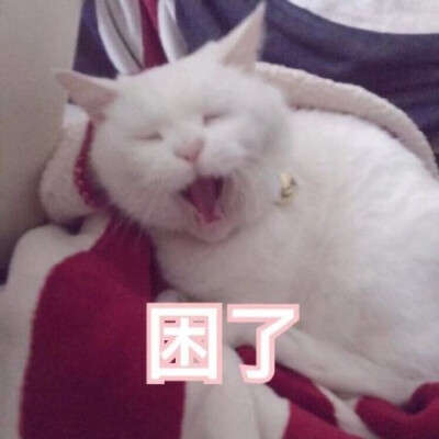 猫咪困了