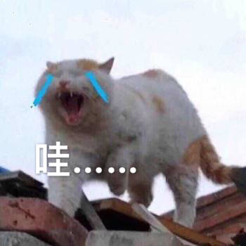 哇....猫咪哭了