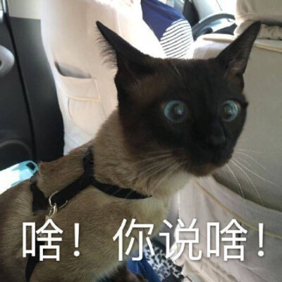 啥！你说啥！（猫咪惊讶表情）