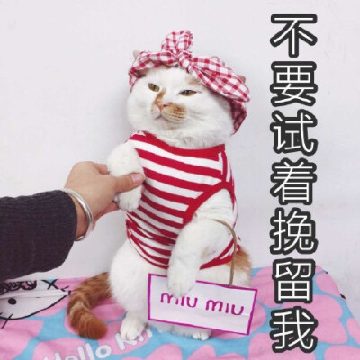 不要试着挽留我niiu miu