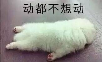 动都不想动(猫咪)