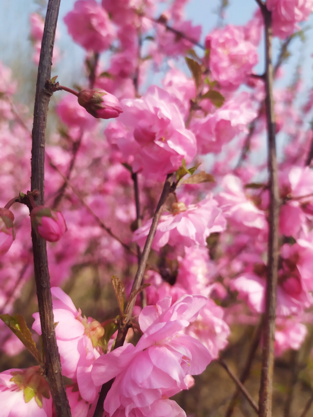 城南花已开