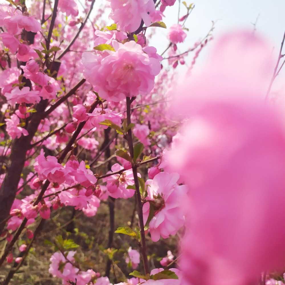 城南花已开