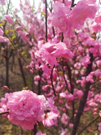 城南花已开