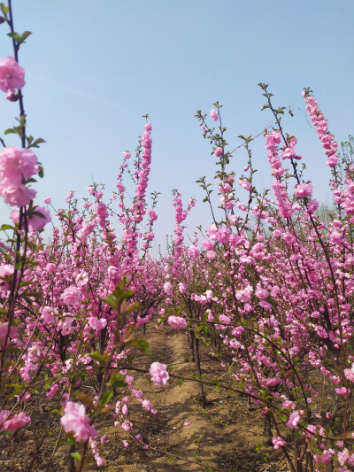 城南花已开