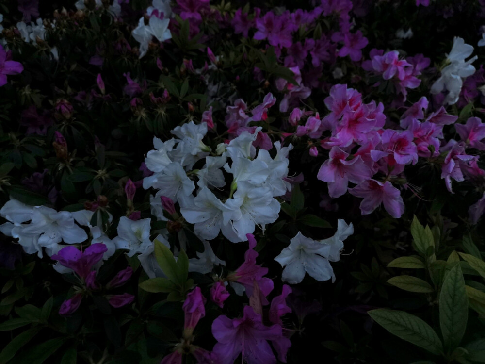 你未看此花时，此花与汝同归于寂，你来看此花时，则此花颜色一时明白起来，便知此花不在你心外……
仍旧爱着身边一切美好事物
“生命中的每一霎时间都是向永恒借来的片羽，胸襟中的每一缕柔情都是无限天机所流泻的微光”
什么时候，也能走出门体验到一个十九世纪五十年代的作家的感受，如此庆幸道