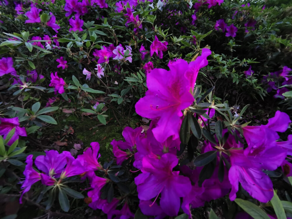 你未看此花时，此花与汝同归于寂，你来看此花时，则此花颜色一时明白起来，便知此花不在你心外……
仍旧爱着身边一切美好事物
“生命中的每一霎时间都是向永恒借来的片羽，胸襟中的每一缕柔情都是无限天机所流泻的微光”
什么时候，也能走出门体验到一个十九世纪五十年代的作家的感受，如此庆幸道