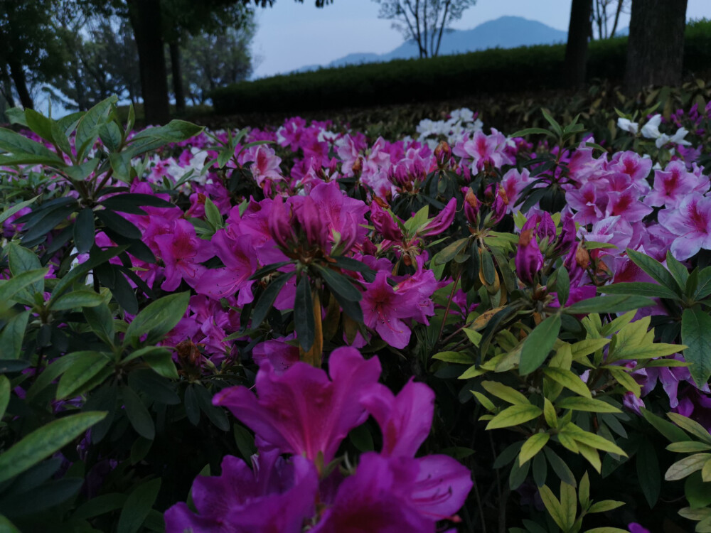 你未看此花时，此花与汝同归于寂，你来看此花时，则此花颜色一时明白起来，便知此花不在你心外……
仍旧爱着身边一切美好事物
“生命中的每一霎时间都是向永恒借来的片羽，胸襟中的每一缕柔情都是无限天机所流泻的微光”
什么时候，也能走出门体验到一个十九世纪五十年代的作家的感受，如此庆幸道