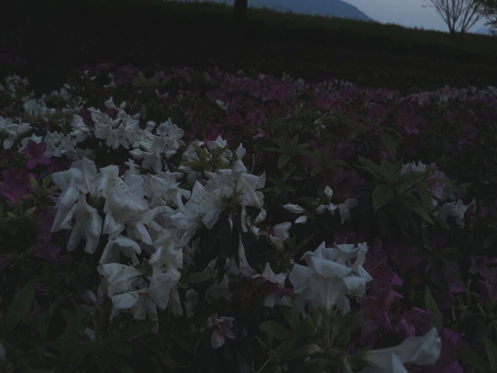 你未看此花时，此花与汝同归于寂，你来看此花时，则此花颜色一时明白起来，便知此花不在你心外……
仍旧爱着身边一切美好事物
“生命中的每一霎时间都是向永恒借来的片羽，胸襟中的每一缕柔情都是无限天机所流泻的微光”
什么时候，也能走出门体验到一个十九世纪五十年代的作家的感受，如此庆幸道