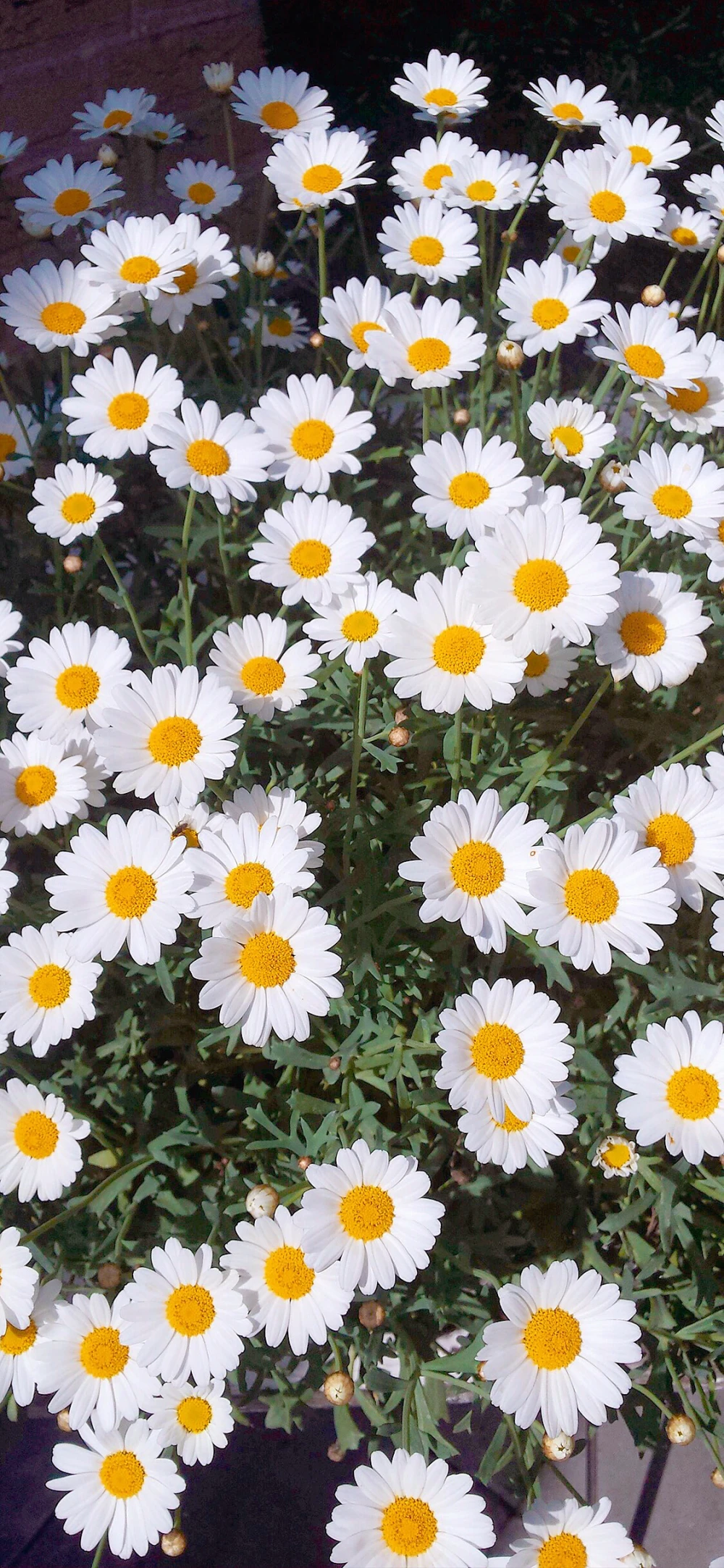 雏菊高清背景壁纸锁屏ins