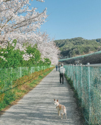 春天有樱花味的天空
以及一勺浓郁的風♡