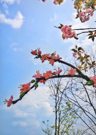 绳编桃花
一树桃花酿成酒万杯不及你温柔