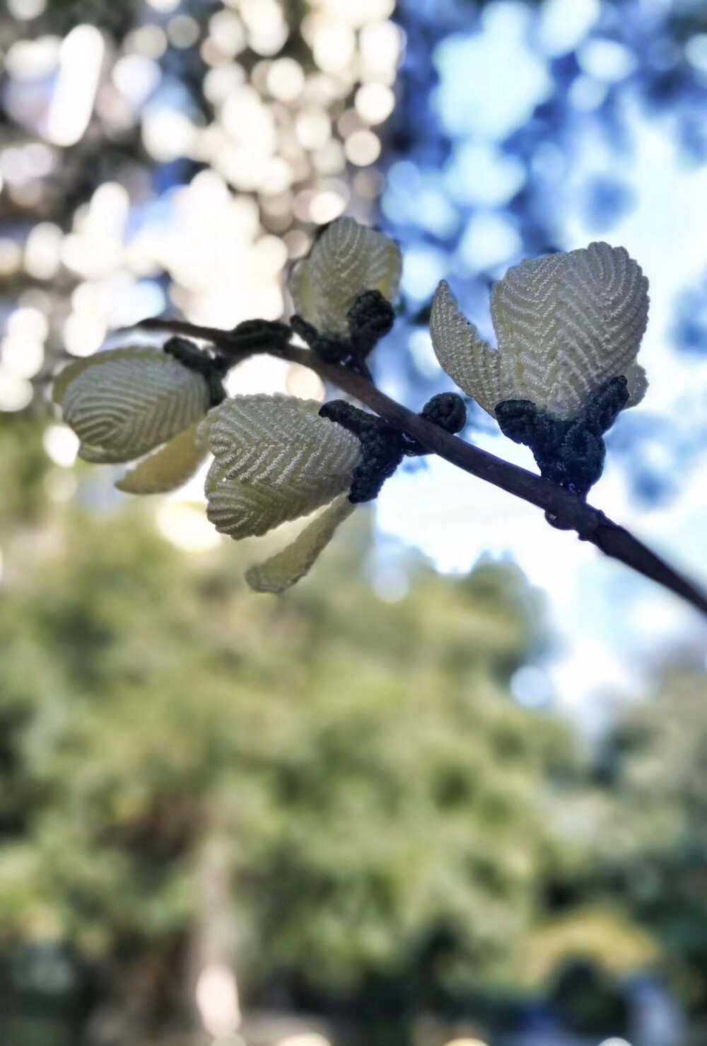 玉兰花