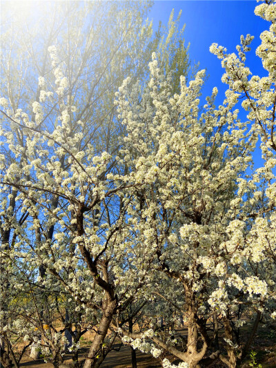 刘勇良手机纪实摄影：雪白的李花