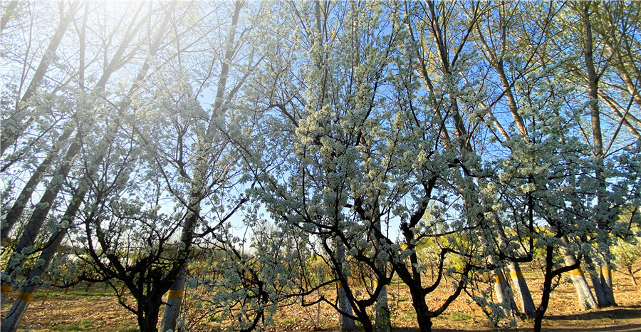 刘勇良手机纪实摄影：雪白的李花