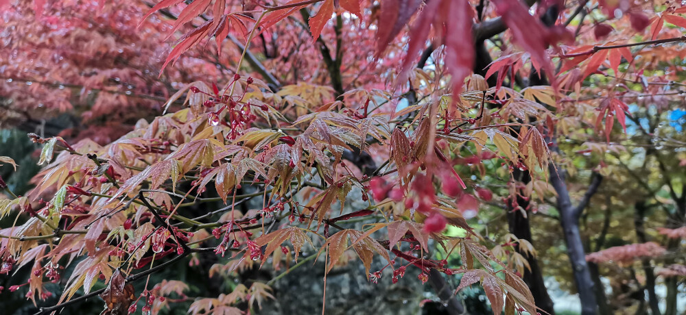 清明时节，春雨绵绵。吉安城南市民广场的红枫树长出了新芽，它们在春风的沐浴下、在春雨的滋润下，长得更加妖娆多姿，美丽动人。(摄/肖勇)