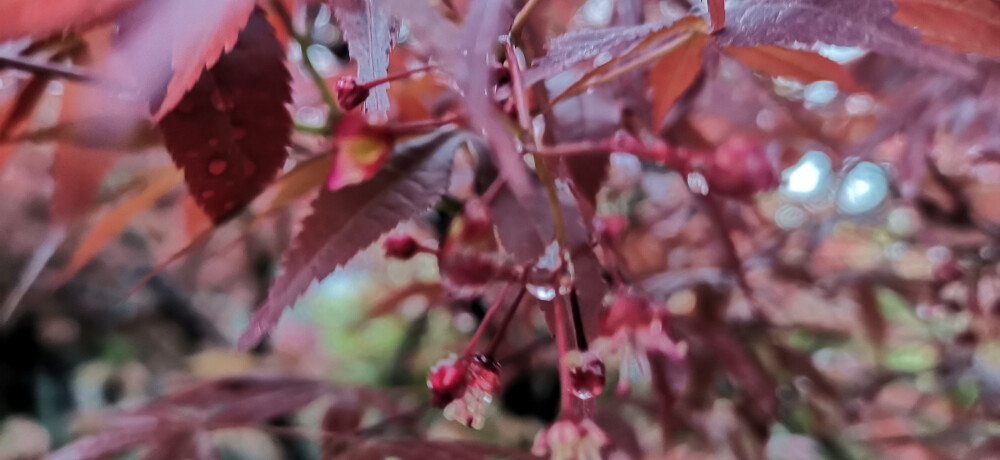 清明时节，春雨绵绵。吉安城南市民广场的红枫树长出了新芽，它们在春风的沐浴下、在春雨的滋润下，长得更加妖娆多姿，美丽动人。(摄/肖勇)