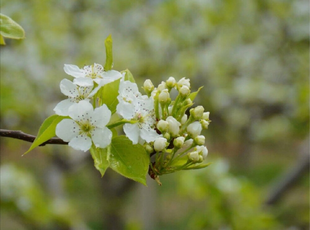 梨花