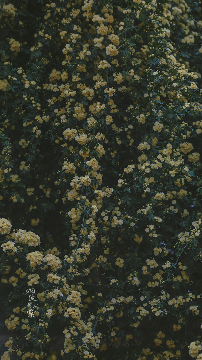 #随手拍春天##遇见春光##我家的春天##微博摄影大赛##遇见美好##我拍春天##最南京，全民拍##2020,我的春天#
【玄武湖 黄木香】 精致的小花。 ​​​
摄影@烟波里的棠