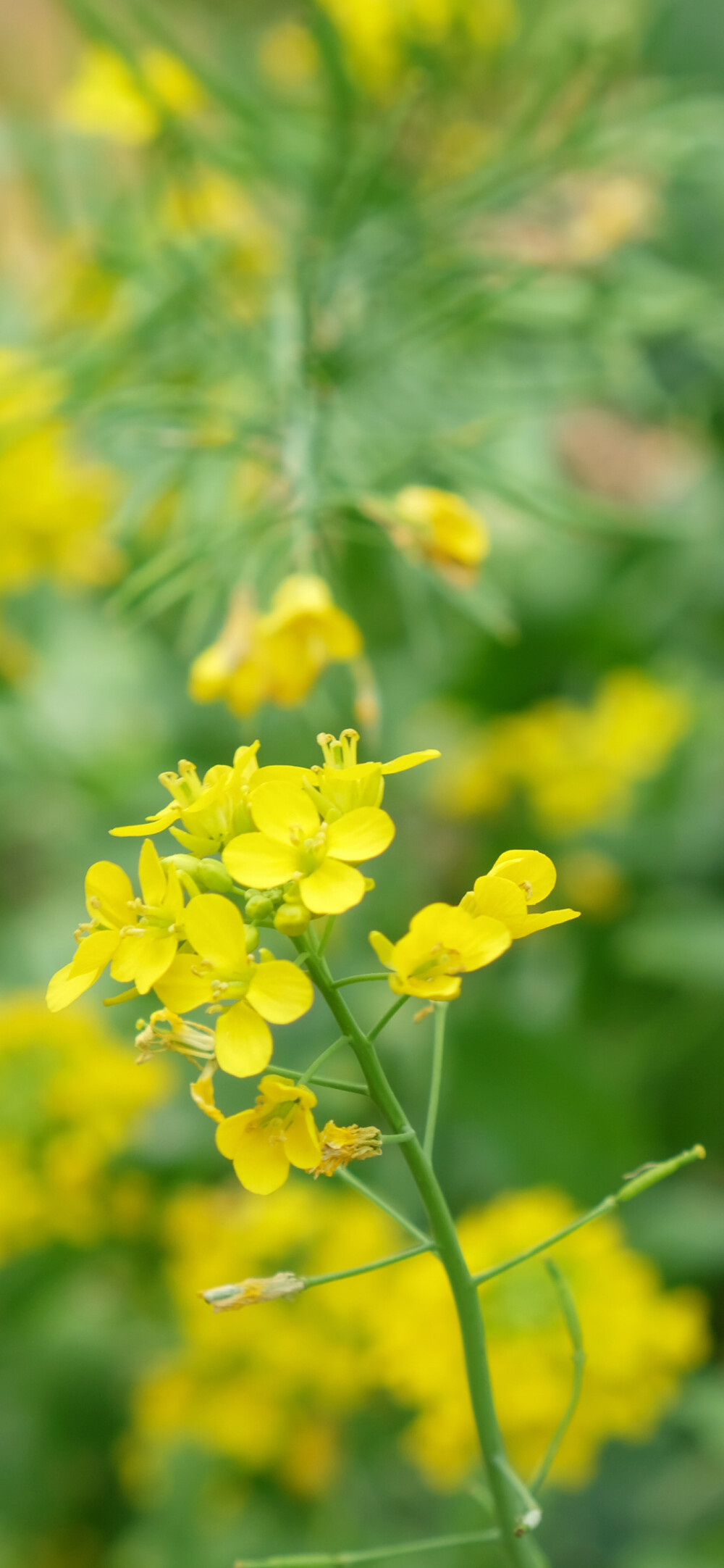 油菜花