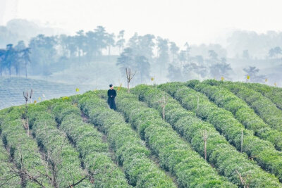 #河南武侠硬核茶道#这风景也太仙儿了吧，舞剑品茶，还能将这一片茶海风光尽收眼底，这可能是我做梦才敢想的生活吧。不说了，我先上天猫去买信阳毛尖了，当不成大侠也得喝到大侠爱喝的茶。#春茶山河行#