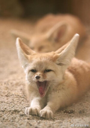 生活奇奇怪怪，我得可可爱爱