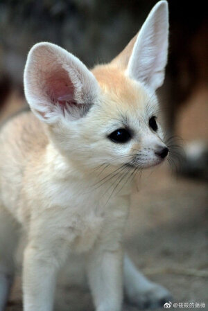 生活奇奇怪怪，我得可可爱爱