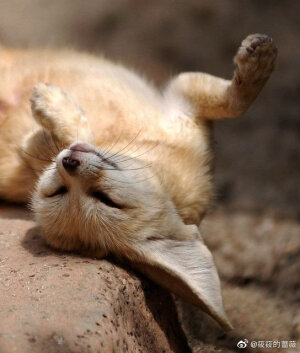 生活奇奇怪怪，我得可可爱爱